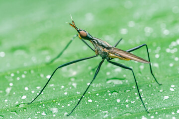 Stilt-legged fly standing on a vibrant green leaf