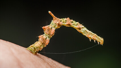 Inchworm crawling on human skin in striking macro photography