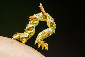 Inchworm crawling on human skin with dark background