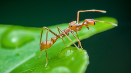 Kerengga ant-like jumper spider mimicking weaver ant on green leaf