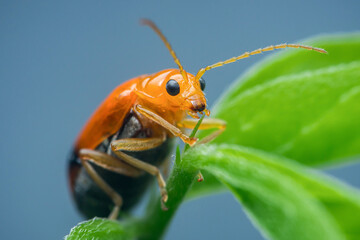 Aulapalpus philagrus, orange beetle eating a green leaf