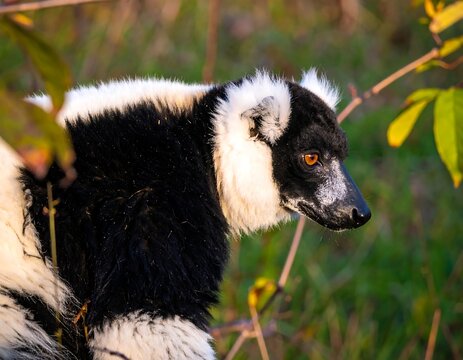 Black and white lemur in profile