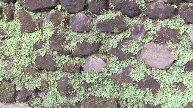 The liverworts or hepaticopsida plants with small green leaves that stick to and thrive on rocky wall substrates with the help of their rhizoids