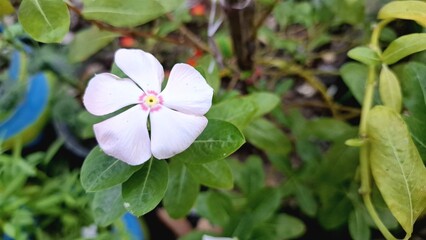 Fresh White Vinca (Catharanthus roseus) with Water Pearls – Popular Ornamental Flower
