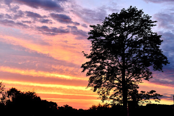 Majestic Sunset Silhouette of Tree Against Colorful Sky – High Resolution Nature Background