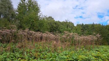 Lush green landscape featuring tall, dried plants and vibrant foliage under a cloudy sky, showcasing the beauty of nature in a serene outdoor environment with rich textures
