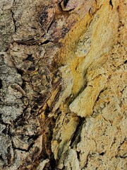 Tree bark texture.