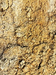 Tree bark texture.