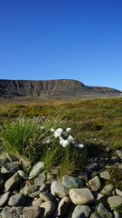 Scheuchzers Wollgras, Eriophorum, Polar white cottongrass
