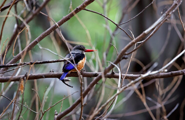 Grey headed kingfisher in Botswana