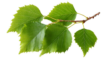 Fototapeta premium Birch tree leaves and twigs in vibrant green, isolated on white