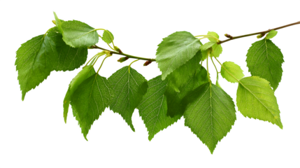 Birch tree leaves and twigs in vibrant green, isolated on white