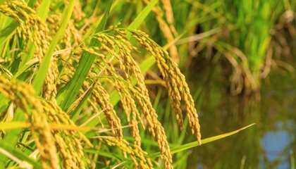 Golden ears of ripe rice ready for harvest in a lush green paddy field