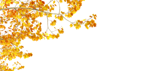 Close up autumn leaves background