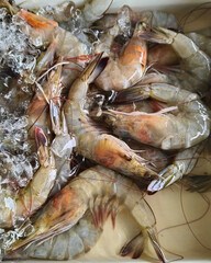 fresh raw shrimps