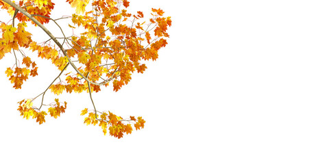 autumn leaves border background