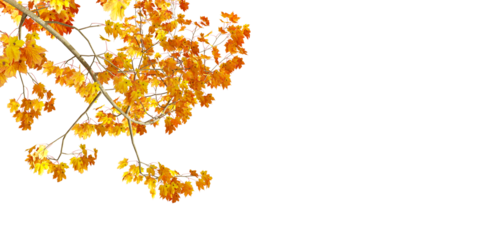 autumn leaves border background