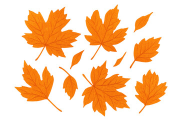 Vibrant orange maple leaves gently falling, displaying seasonal autumn color transition