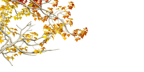 Closeup autumn leaves in corner isolated on white background