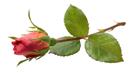 Rose bud with leaves on small stem, isolated on white