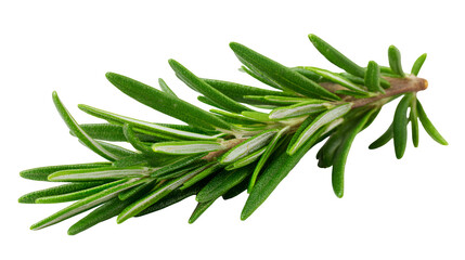 Fototapeta premium Rosemary sprigs with needle-like leaves, isolated on white