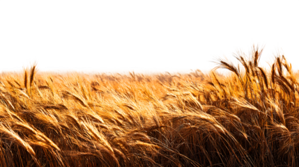 Bright golden wheat field swaying under sunlight, isolated on white