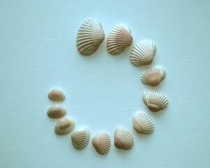 seashells on a white background