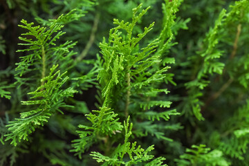 Beautiful green thuja on spring day outdoors, closeup