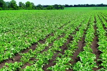 Landscape. A field of sugar beets stretches in neat rows to the horizon. They are growing well, each plant has large, thick leaves