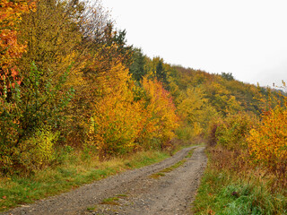 The Via Transilvanica trail among ochre-coloured trees and bushes