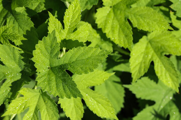 Beautiful green leaves outdoors, closeup