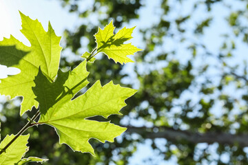Beautiful green leaves on sycamore tree outdoors, closeup