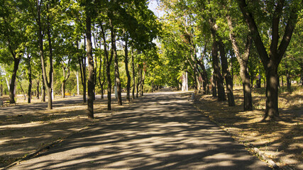 an alley of trees in a park on a summer day