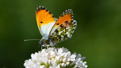 Fototapeta premium Butterfly resting on colorful flower in garden. AI generated