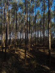 Eucalyptus plantation