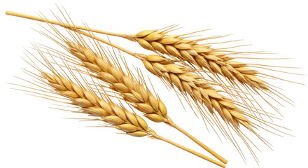 Golden wheat stalks with detailed grains and awns isolated on transparent background