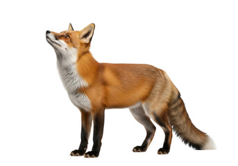 Fototapeta premium An adult red fox with reddish-brown fur and white markings stands, looking upwards with alert, curious eyes on a transparent studio background, commercial studio photo, sharp focus, animal curiosity