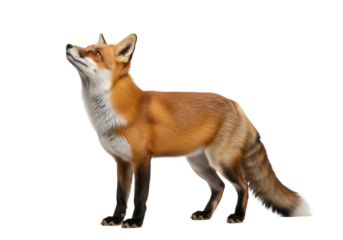 An adult red fox with reddish-brown fur and white markings stands, looking upwards with alert, curious eyes on a transparent studio background, commercial studio photo, sharp focus, animal curiosity