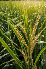 Obraz premium rice in the field