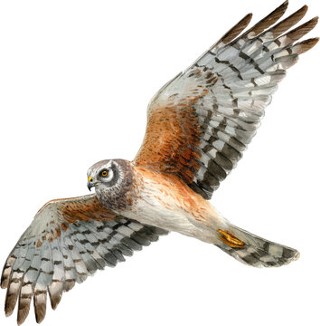 A northern harrier flying in the air isolated on transparent background