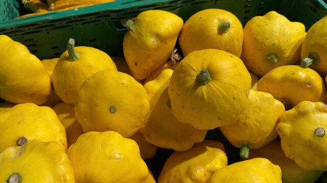 Abundant Harvest: A Close-Up of a Green Crate Overflowing with Freshly Picked, Vibrant Yellow Pattypan Squash, Ready for Market.