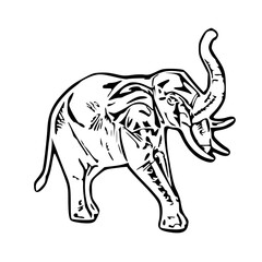 Obraz premium elephant isolated on white background