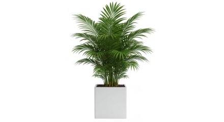 Tall green tropical palm tree in a modern white square planter isolated on transparent background