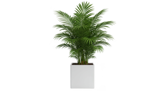 Tall green tropical palm tree in a modern white square planter isolated on transparent background - Powered by Adobe