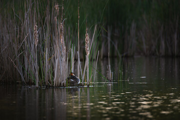 Great Crested Grebe Nesting Among Reeds in Tranquil Lake Wetland Scene