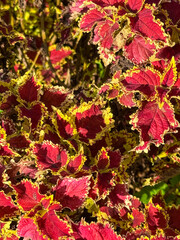 Close-up of vibrant red and yellow serrated coleus leaves in sunlight, showcasing bold foliage patterns. Ideal for nature backgrounds, garden themes, or botanical stock use.