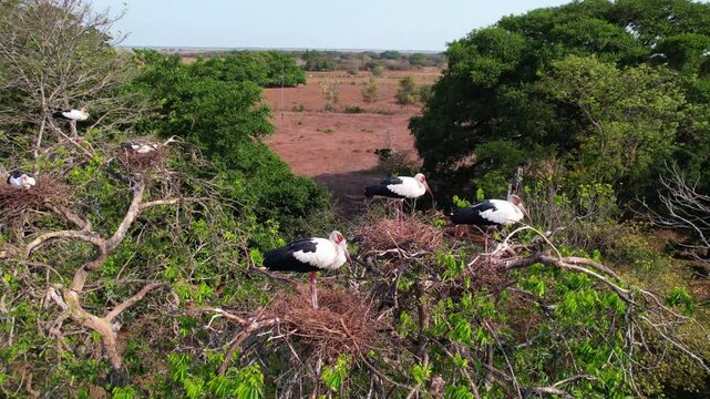 Black-winged stilt live in flocks. Members stay close, and mating pairs arrange their nests in proximity to other pairs in the same tree
