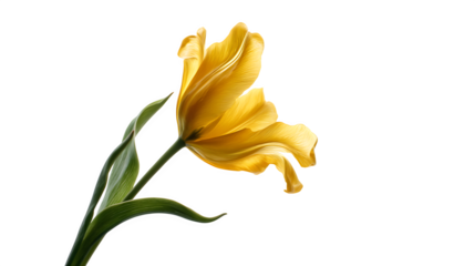 Yellow tulip flower moving gently in spring breeze, isolated on white