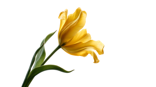 Yellow tulip flower moving gently in spring breeze, isolated on white