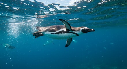  Penguin Swimming Underwater